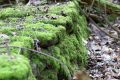 Lichen Covered stone, Buck Mill site
