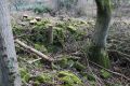 Lichen Covered stone, Buck Mill site
