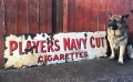 Players Navy Cut